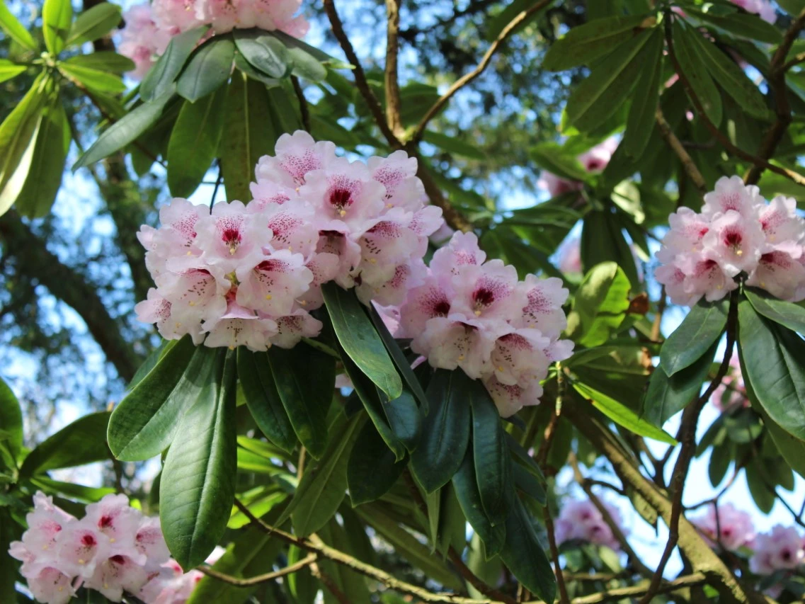 x geraldii